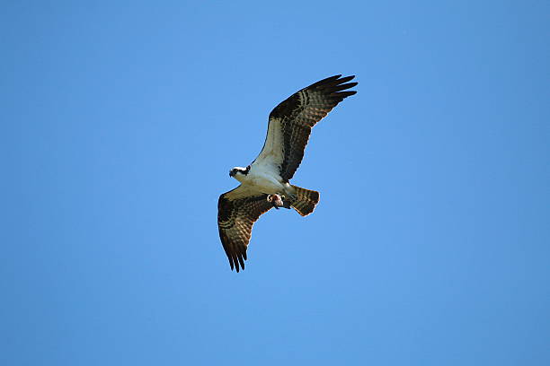 istock Osprey With Catch Of The Day 536331970