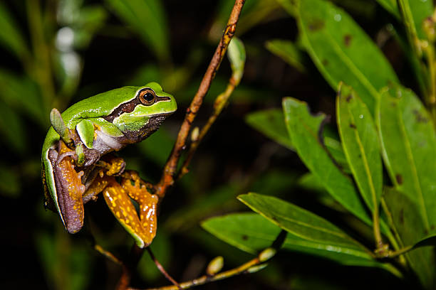 степи сосна treefrog - camouflage animal frog tree frog стоковые фото и изображения