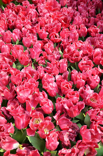 Beautiful of tulips Beautiful of tulips in Gardens by the Bay, Singapore gardens-by-the-bay-dome stock pictures, royalty-free photos & images