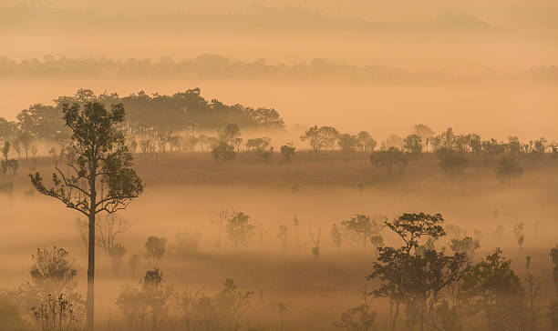 istock Morning in savannah 536349489