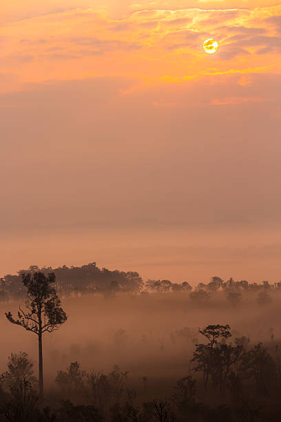 istock Morning in savannah 536349495