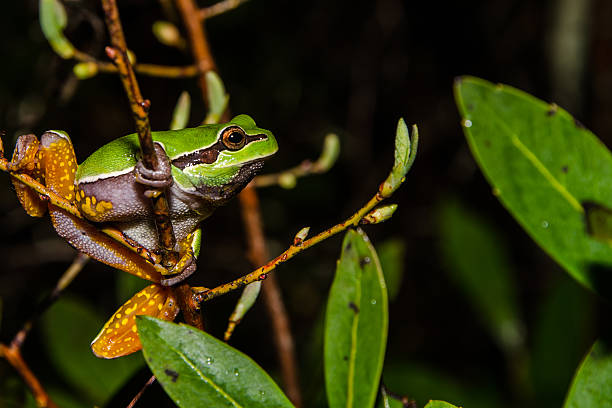 Photo of Pine Barrens Treefrog