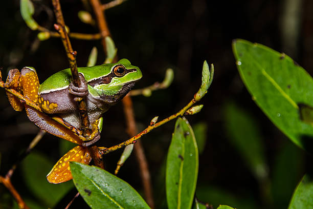 степи сосна treefrog - camouflage animal frog tree frog стоковые фото и изображения