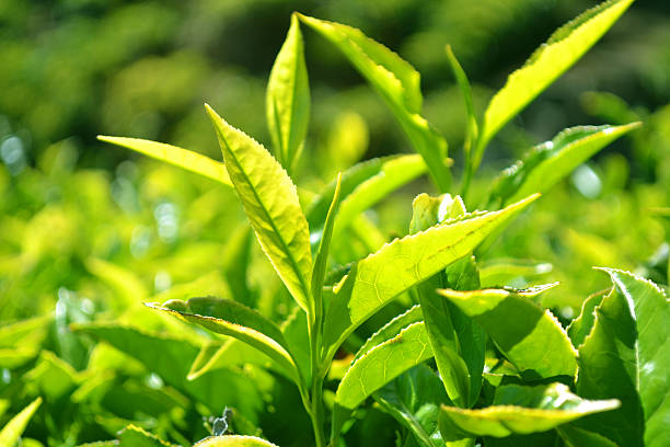 istock Close up of Green Tea Leaves 536350139