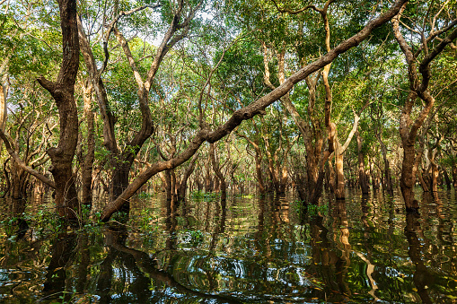 Ilumina árboles en el bosque de manglar photo