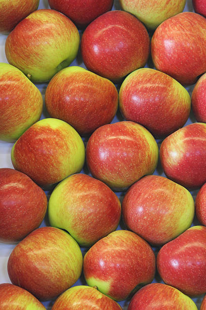 Empire Apples. Canfield Fair, Youngstown, Ohio, USA. Empire named apples on display. Canfield Fair. Mahoning County Fair. Canfield, Youngstown, Ohio, USA. youngstown stock pictures, royalty-free photos & images