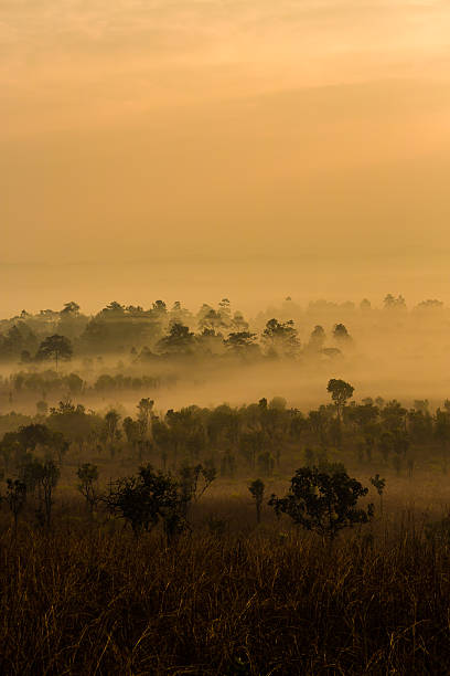 istock Morning in savannah 536351271