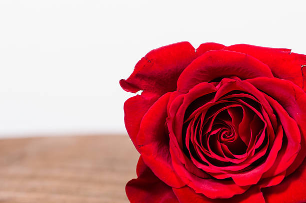 istock Red rose in corner with room for text 536351527