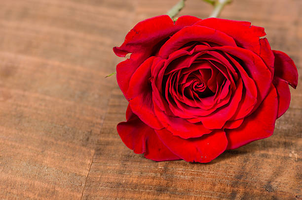 istock Red rose on a wooden table 536351529