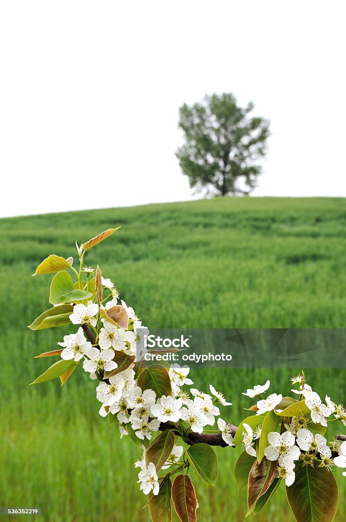 Pear blossoms on green leaf Pear blossoms on green leaf in the Orchard 2015 Stock Photo