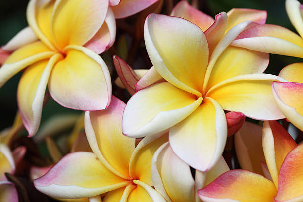 istock colorful frangiapani flower 536352625
