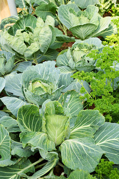 istock fresh cabbage in the vegetable garden 536353127