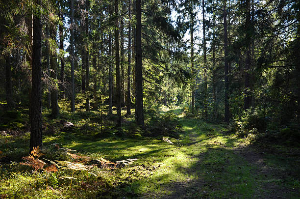 green road in forest - svensk skog bildbanksfoton och bilder