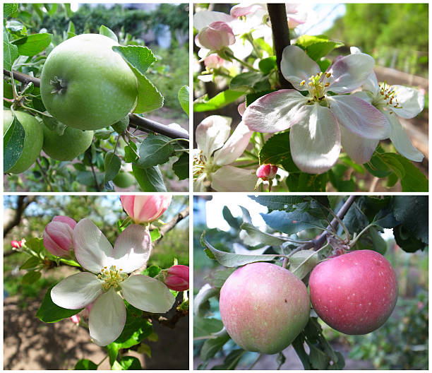 istock apples and flowers 536354161
