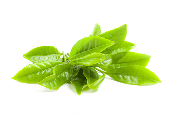 istock Fresh tea branch isoalted on the white background 536354373