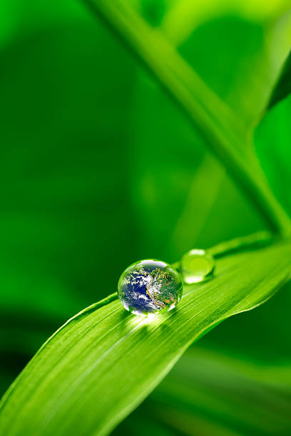 istock leaf with rain droplets - Recovery earth concept 536355771
