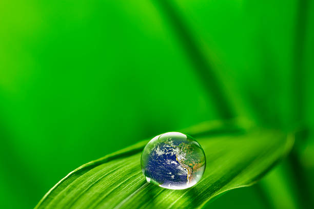 istock leaf with rain droplets - Recovery earth concept 536355773