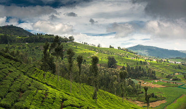 istock Green Tea garden In Ooty 536356247