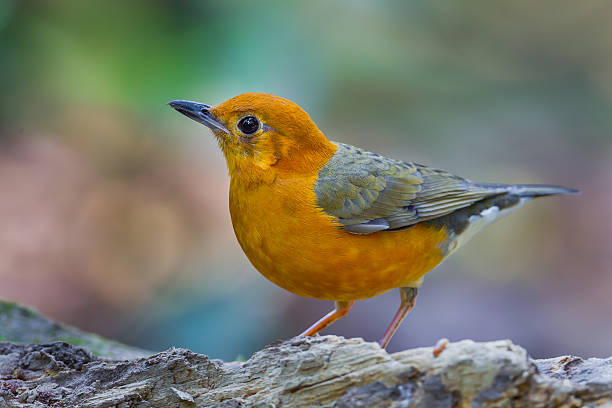 istock Full frame close up of Orange-headed Thrush 536356957