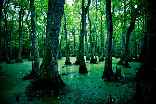 misteriosas spooky swamps de luisiana, ee.uu. - cypress swamp fotografías e imágenes de stock