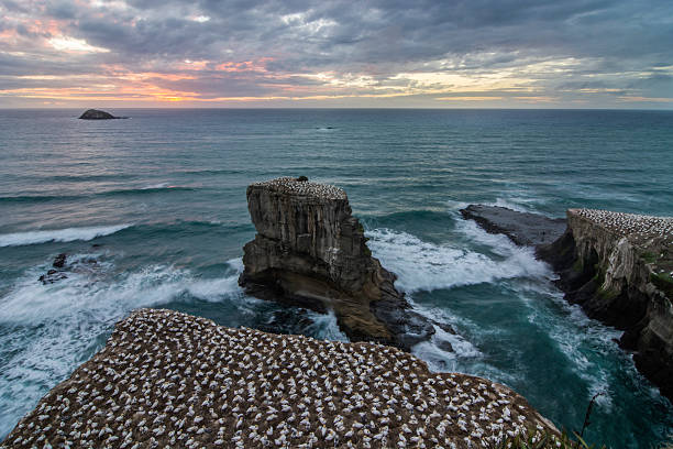 istock Gannet Colony, Muriwai 536357179