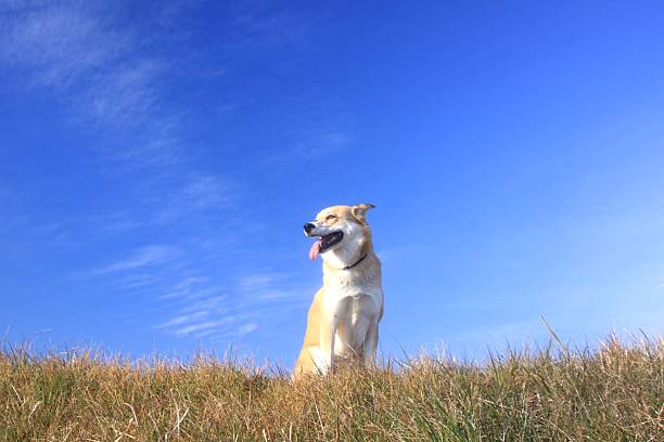 Blue sky and smile dog