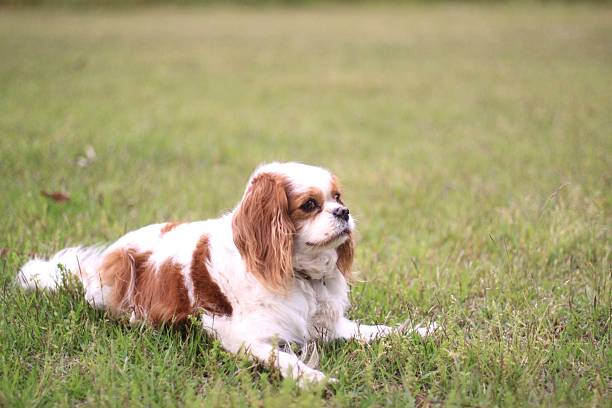 istock The dog is relaxing 536359158