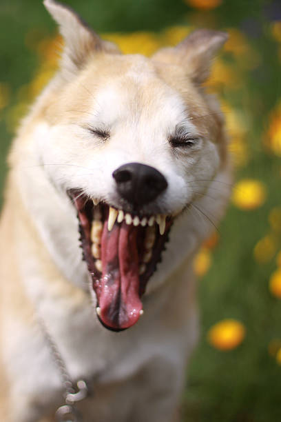 istock The dog  is yawning 536359592