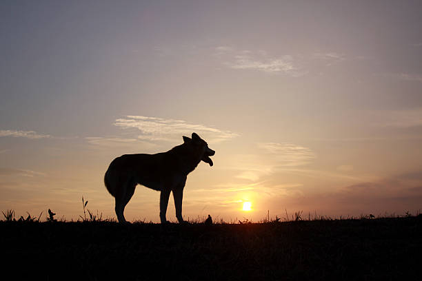 istock The red sky  and dog 536361636