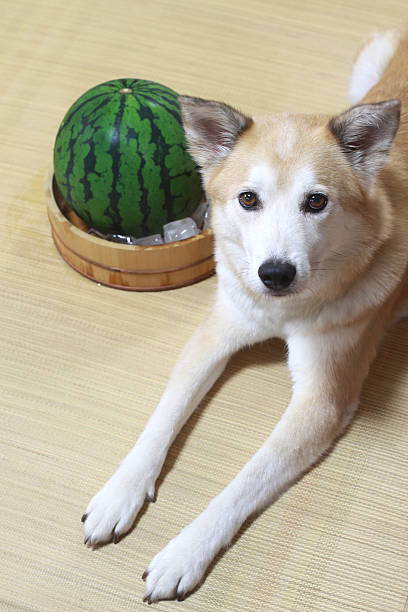 The dog and watermelon