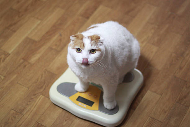 The cat gets on the scale The cat gets on the scale chubby cat stock pictures, royalty-free photos & images