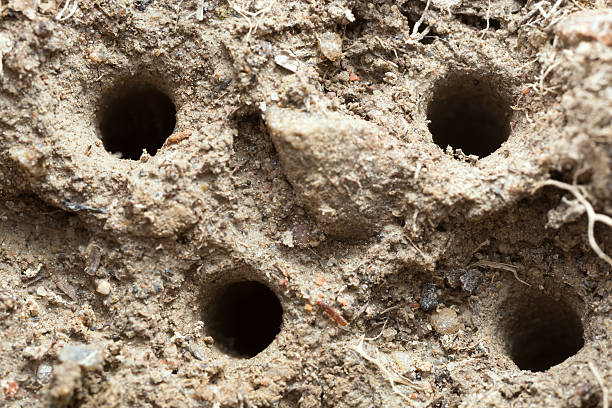 holes in sand containing green tiger beetle, cicindela campestris larva - 班蝥 圖片 個照片及圖片檔