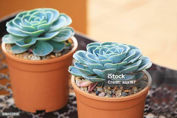 Crasulaceae Houseleek Plant Stock Photo - Download Image Now - 2015, Botany, Cactus