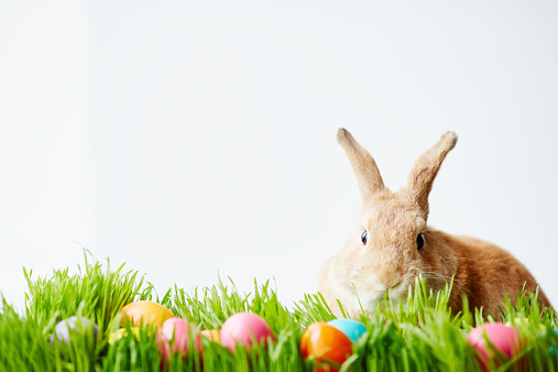 Easter bunny sitting in grass and looking at camera