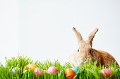 April bunny