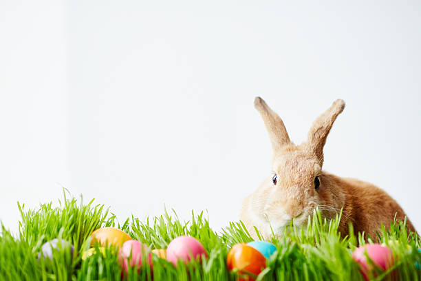 April bunny Easter bunny sitting in grass and looking at camera easter bunny stock pictures, royalty-free photos & images