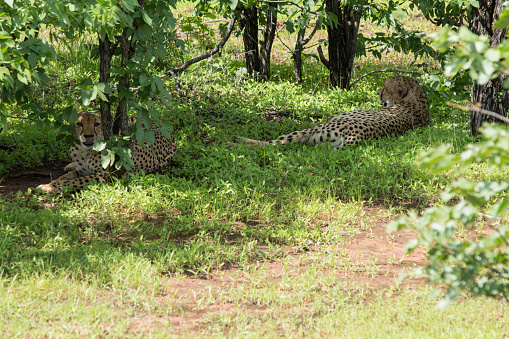 Photograph of a pair of cheetah resting in the shade during the heat of the day at Matusadona National Park, Zimbabwe