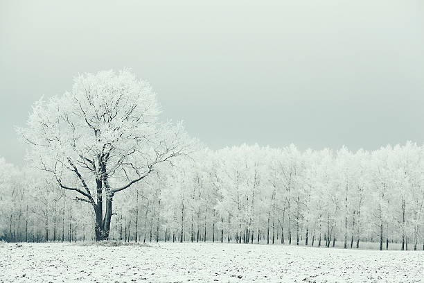 lonely tree in a field frosted frosty winter landscape