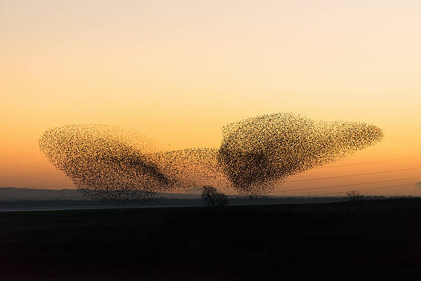 grand murmuration de starlings au crépuscule - gaggle photos et images de collection