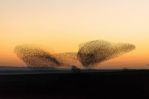 Large murmuration of starlings at dusk A rare and incredible natural phenomenon - hundreds of thousands of starlings collecting to fly together at dusk near the Solway firth and the Scottish town of Gretna. flock of birds photos stock pictures, royalty-free photos & images