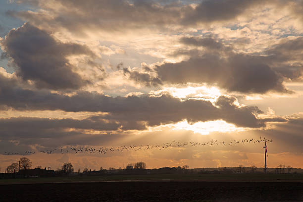 istock Cloudscape with a swarm of birds 536405989