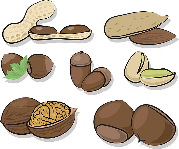 Nuts Nuts chestnut isolated single object autumn stock illustrations