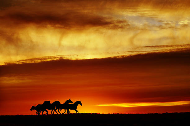 istock Group of Horses silhouettes running under vivid sunset 536407359