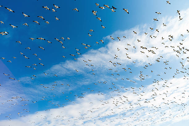 istock Snow Geese Flock Together Spring Migration Wild Birds 536422662