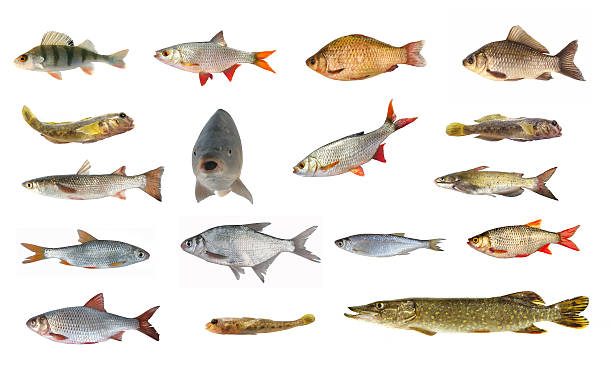istock species of river fish 536454933