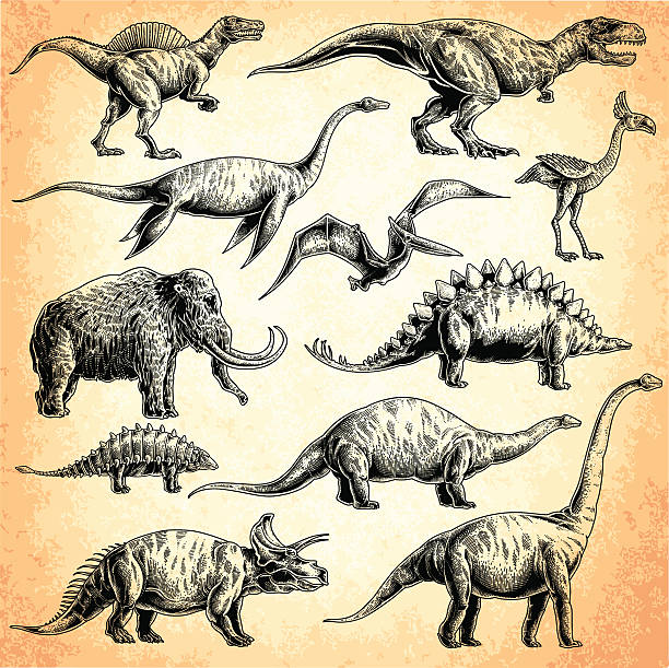 dinosaurs set set of dinosaurs. T-rex, stegosaurus, triceratops, Apatosaurus, Tyrannosaurus, euoplocephalus, spinosaurus, elasmosaurus, Plesiosauria, mammoth, Pterodactylus. dinosaur stock illustrations