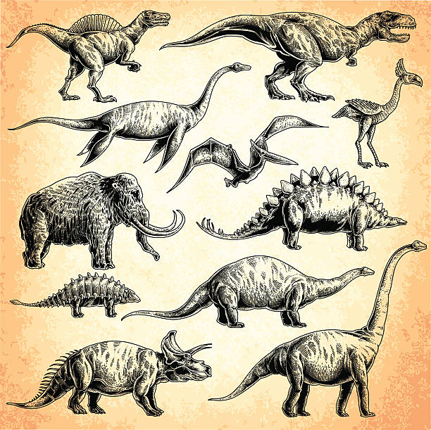 dinosaurs set set of dinosaurs. T-rex, stegosaurus, triceratops, Apatosaurus, Tyrannosaurus, euoplocephalus, spinosaurus, elasmosaurus, Plesiosauria, mammoth, Pterodactylus. spinosaurus stock illustrations