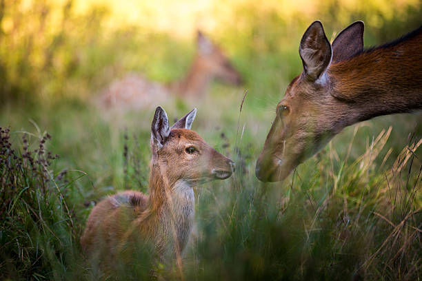 Mother Love A young Wapiti and his mother, under the protection of the grasses and the group. love roe deer stock pictures, royalty-free photos & images
