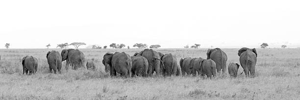 istock Black and white herd of african elephants 536455747