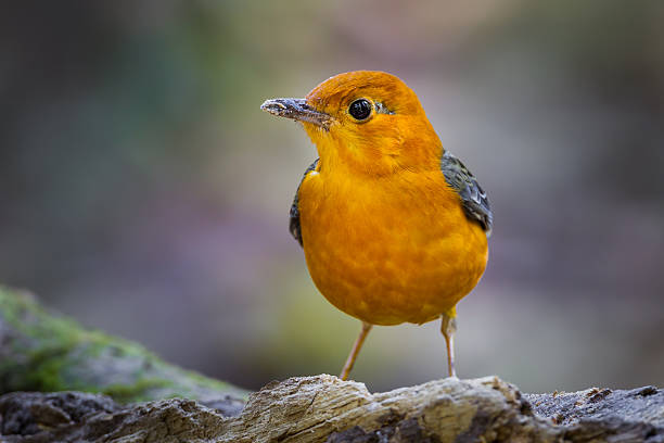 istock Close up of Orange-headed Thrush 536456943